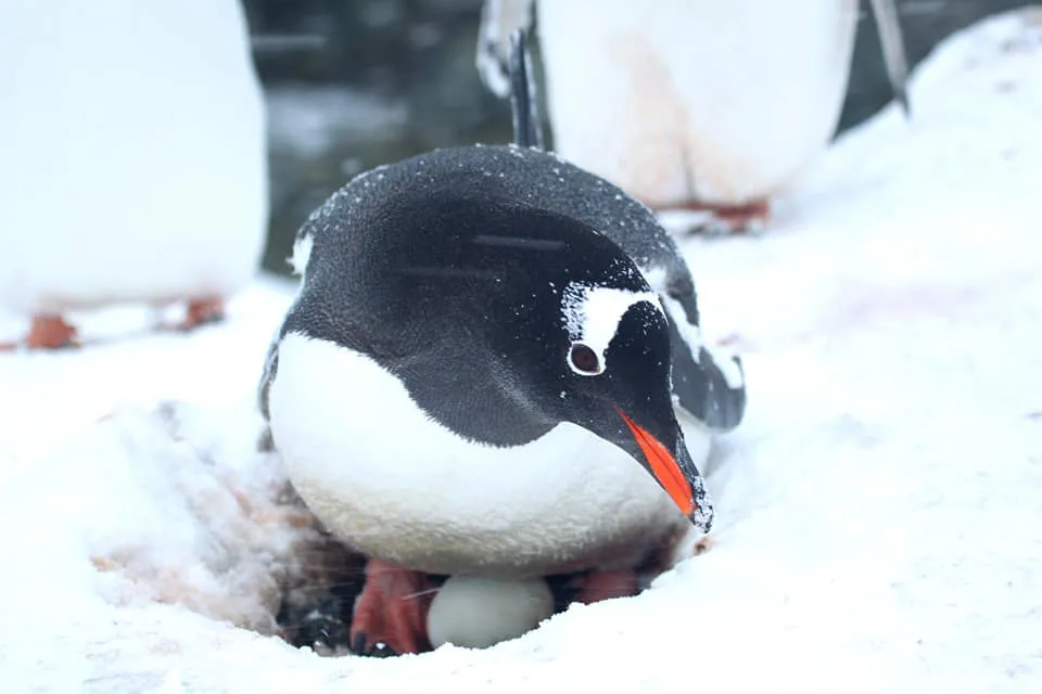Субантарктический пингвин высиживает первые яйца