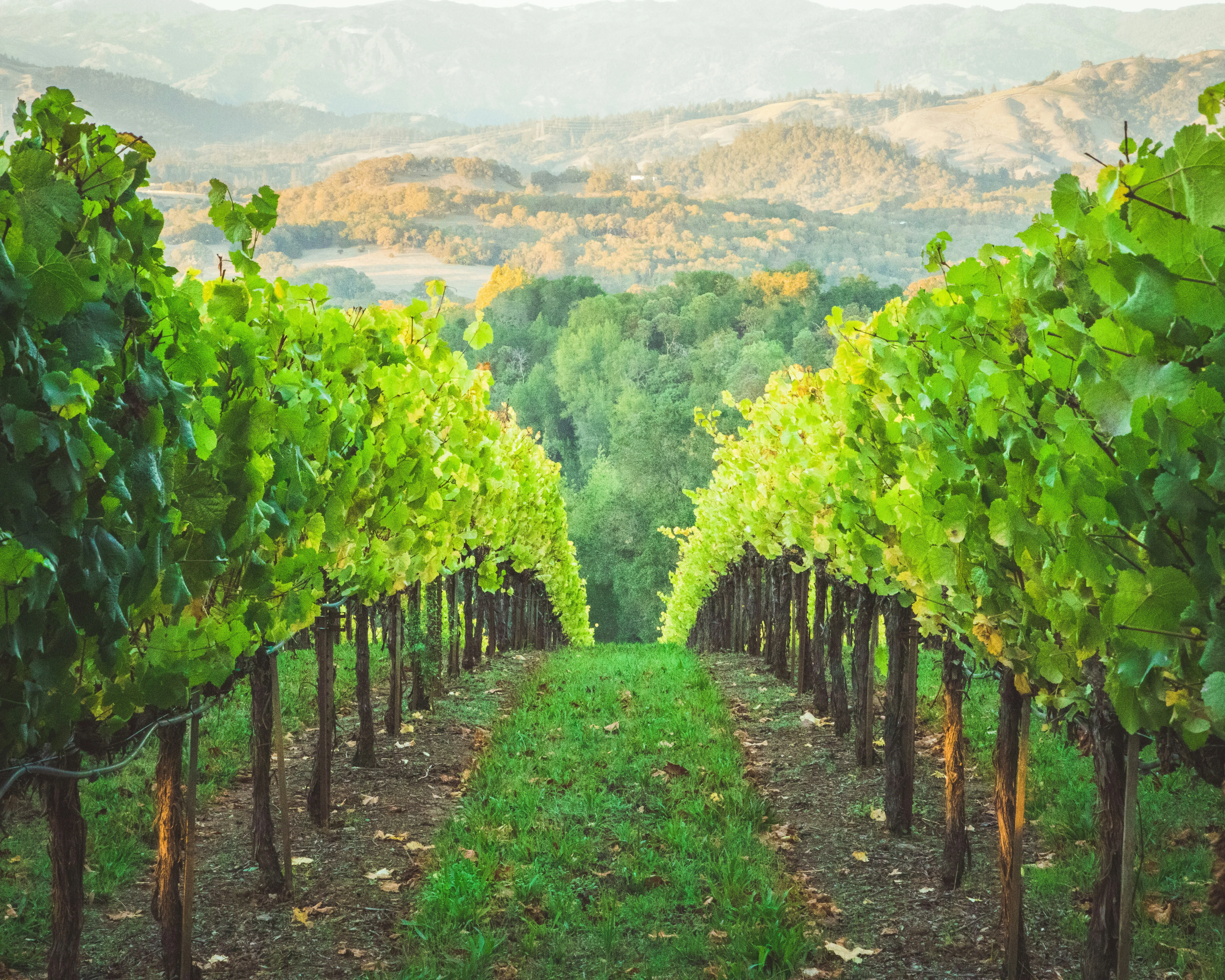 Из какого винограда делают вино: подборка лучших сортов