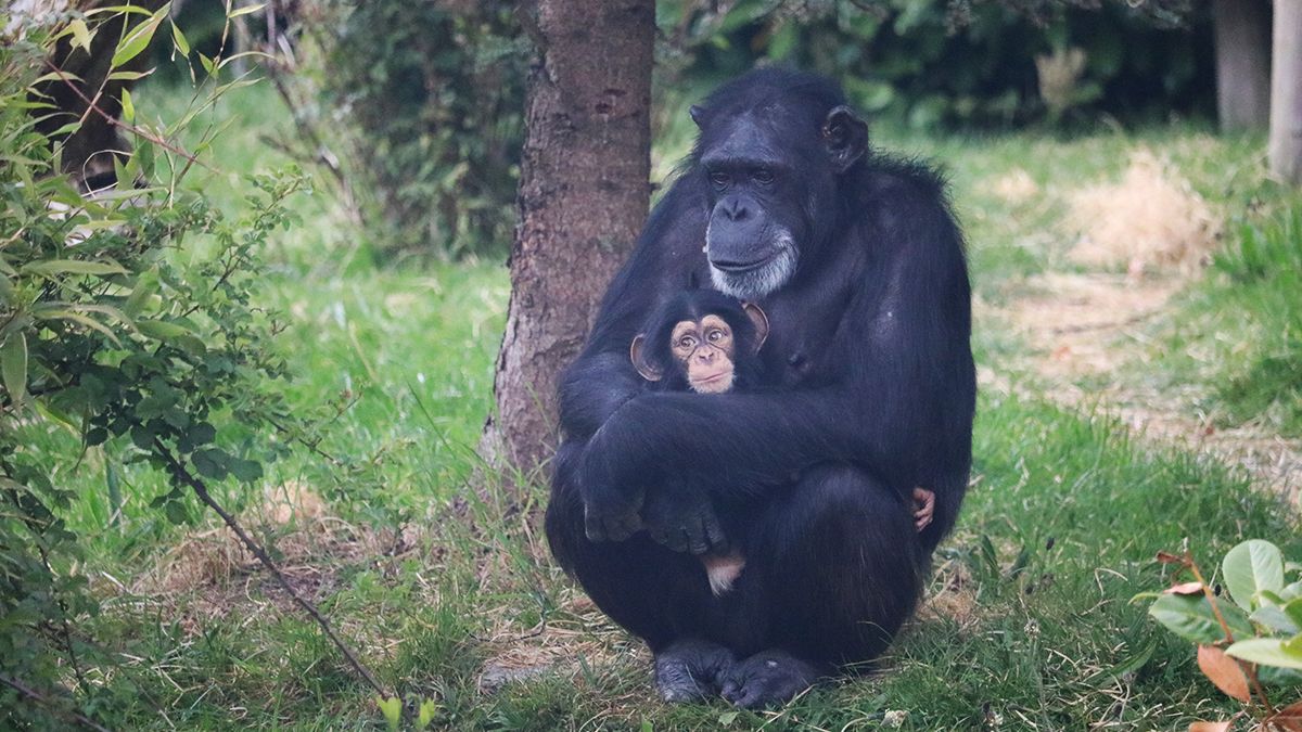Ученые обнаружили у шимпанзе признаки использования военной тактики для захвата территорий