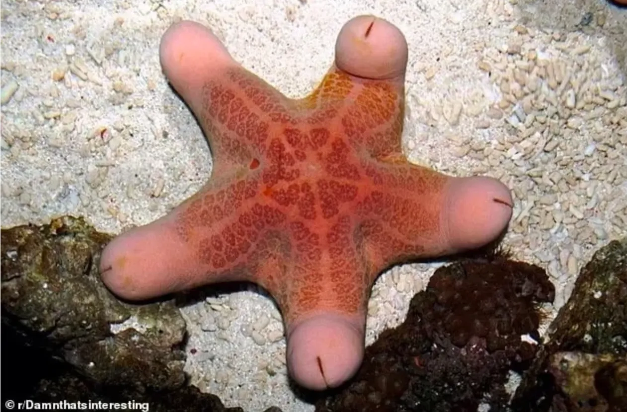 Австралийская морская звезда стала вирусной из-за сходства с пенисом