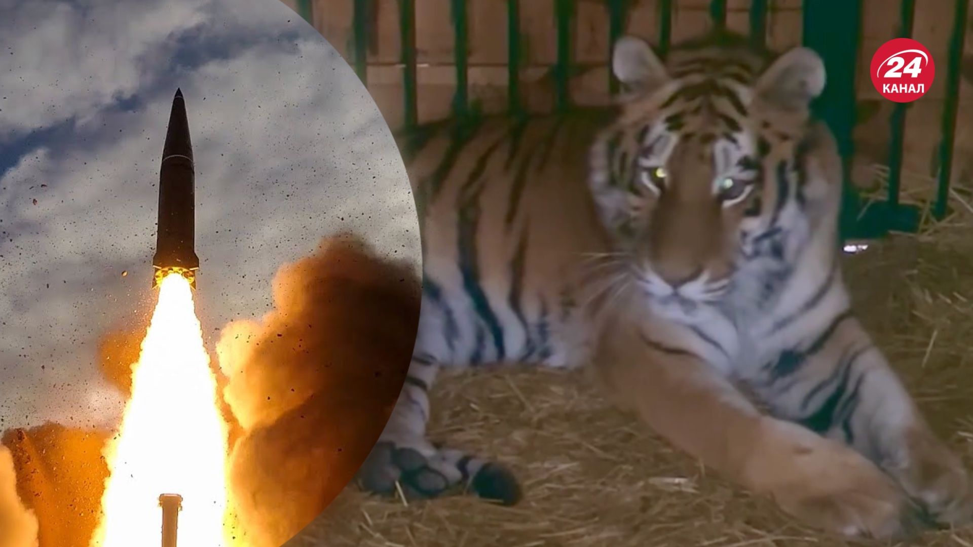 Тигрюля пострадала в результате ракетной атаки по Киеву 11 ноября Тигрюля пострадала в результате ракетной атаки по Киеву 11 ноября