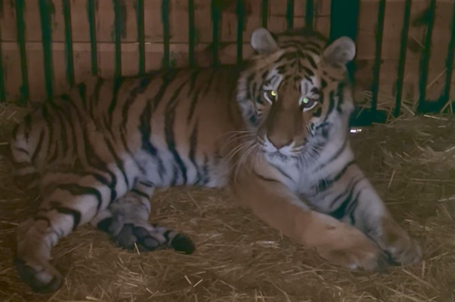 Тигрица Тигрюля пострадала во время обстрела Киева - как чувствует себя тигрица сейчас