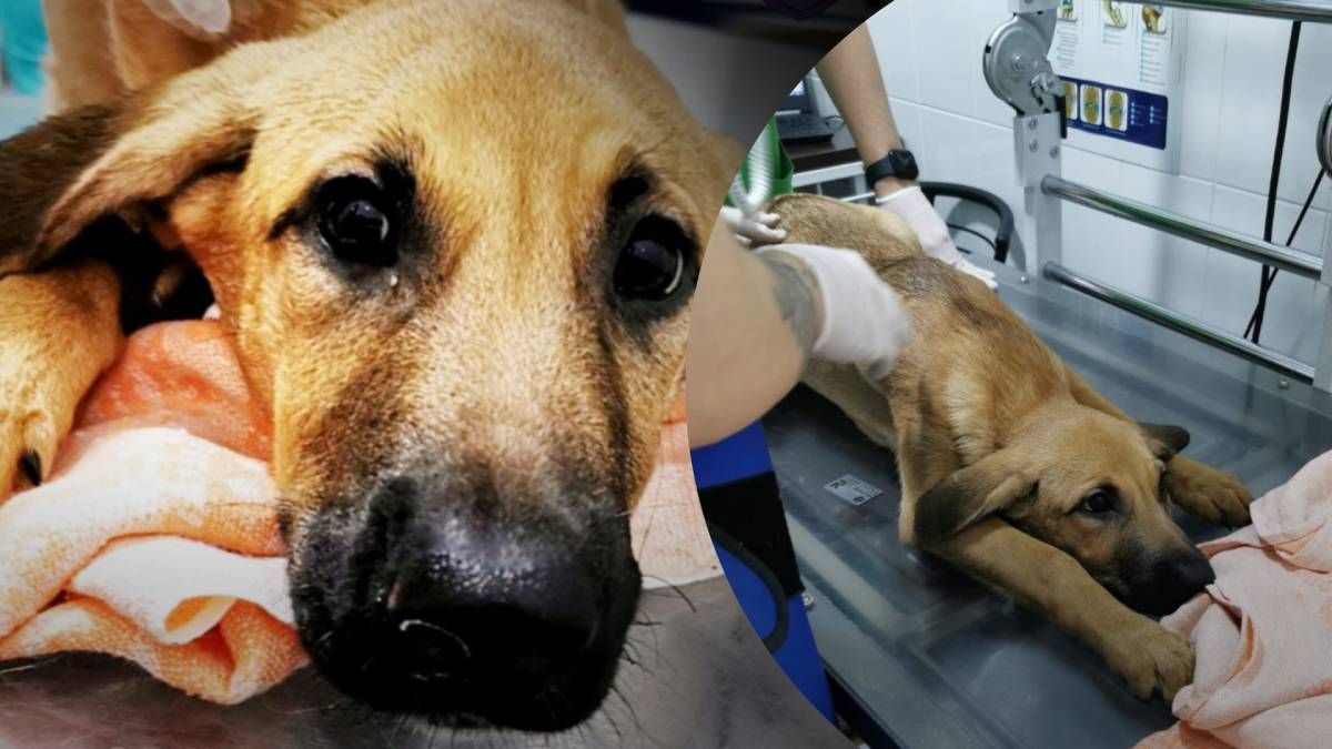 Постраждалий собака виявився ще зовсім щеням на ім'я Рем Постраждалий собака виявився ще зовсім щеням на ім'я Рем