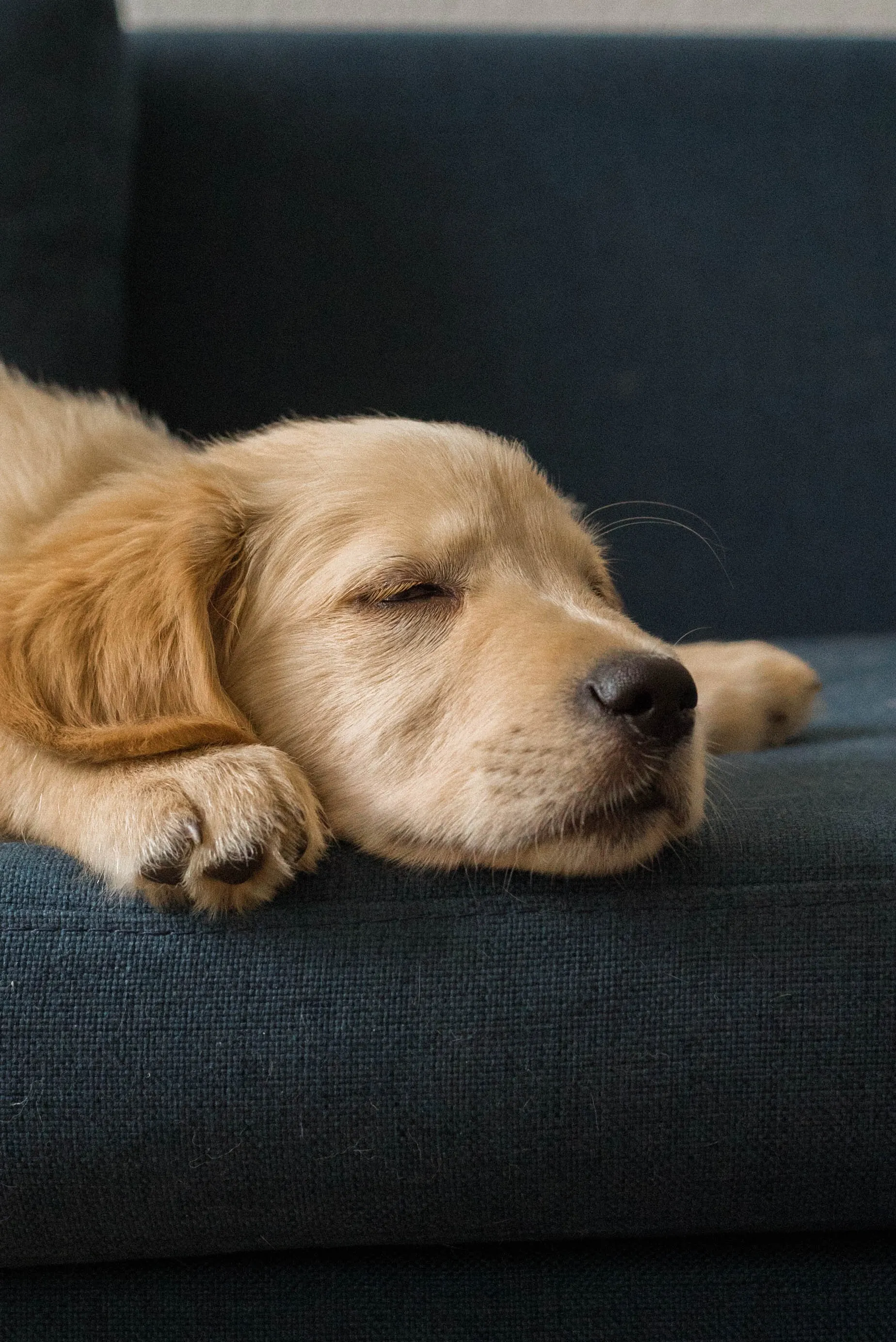 Скільки часу собаці потрібно для сну