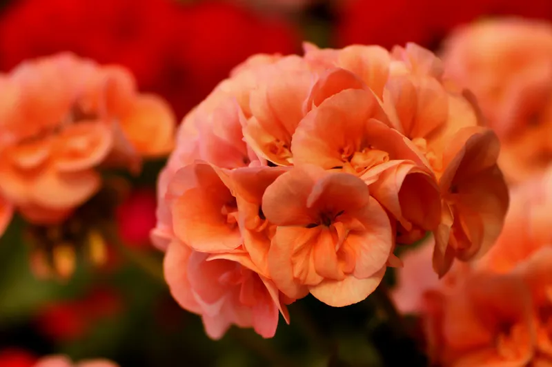 Герань не цветет - простые советы, которые помогут спасти цветок -  Lifestyle 24