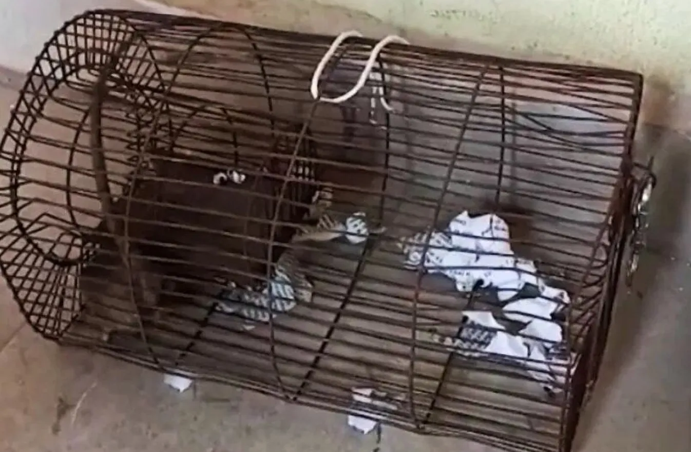 Крыса прыгала по клетке