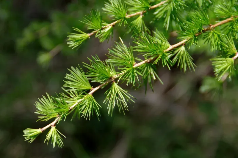 Успокаивающее дерево Успокаивающее дерево