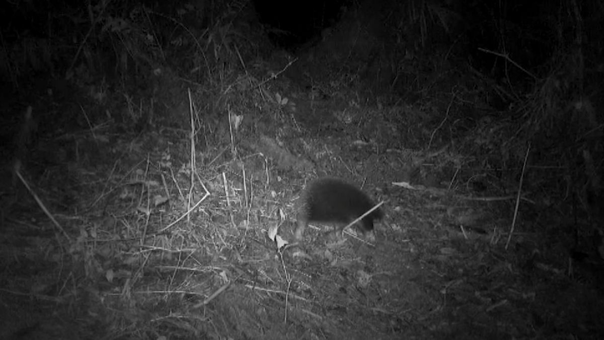 У джунглях знайшли тварину, яку вважали вимерлою 60 років У джунглях знайшли тварину, яку вважали вимерлою 60 років