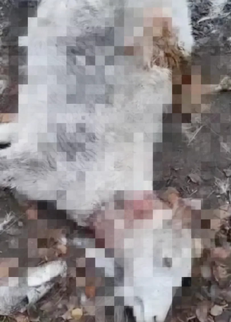В Киеве трагически погибла известная коза Зита
