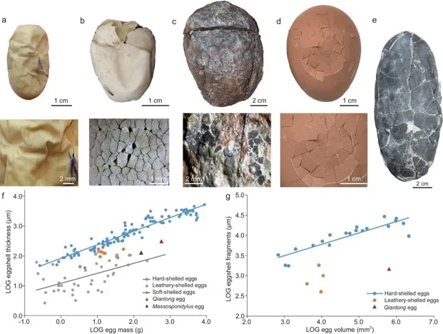 Порівняння різних типів яєць Порівняння різних типів яєць