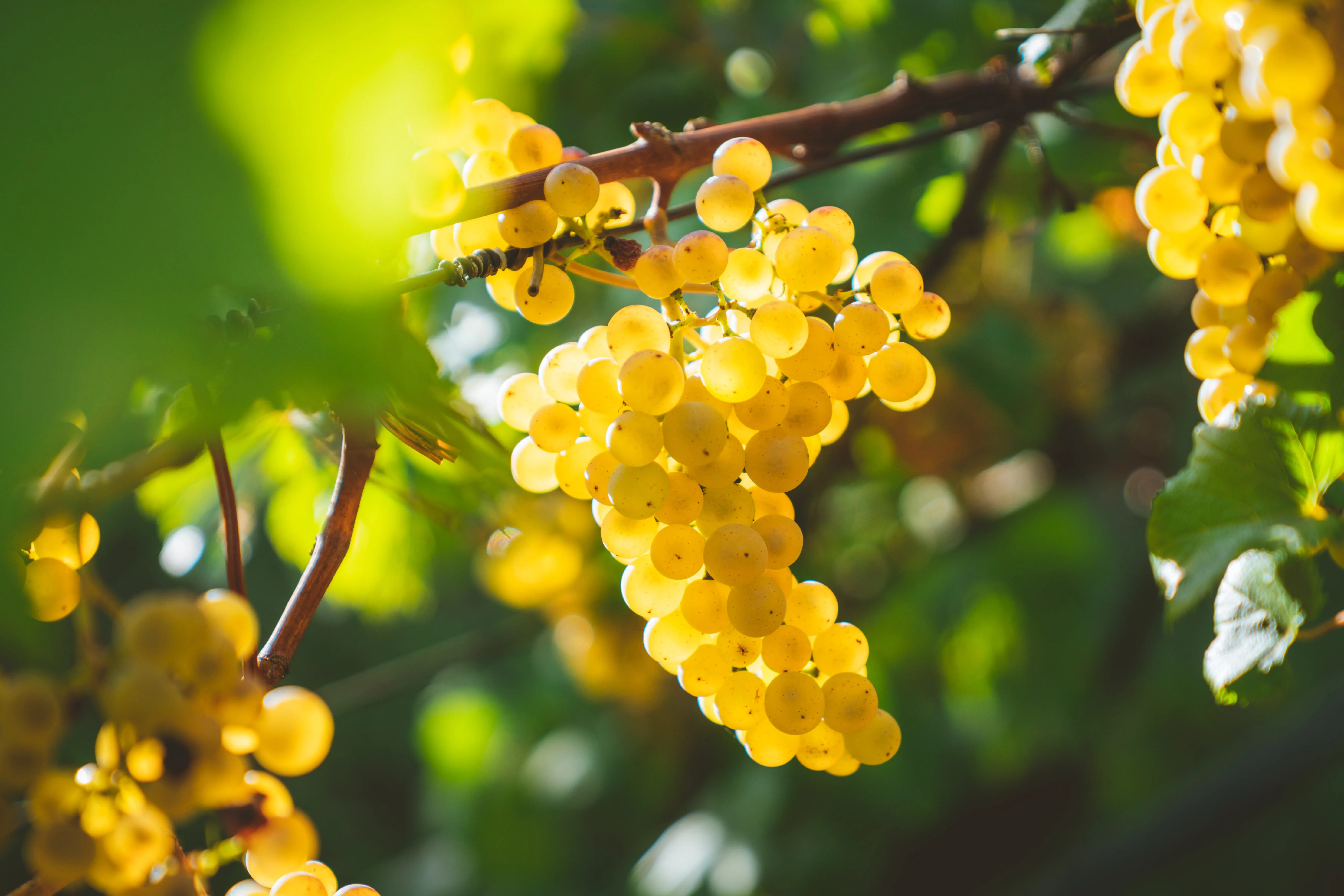 Поспішіть, поки ще сезон: рецепт найкращого домашнього вина з білого винограду