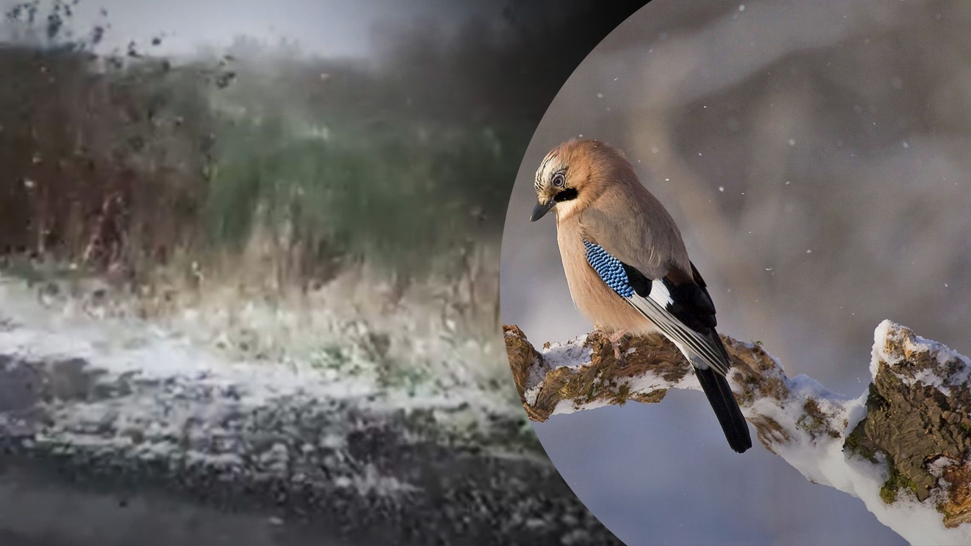 На Закарпатті та Рівненщині випав перший сніг На Закарпатті та Рівненщині випав перший сніг