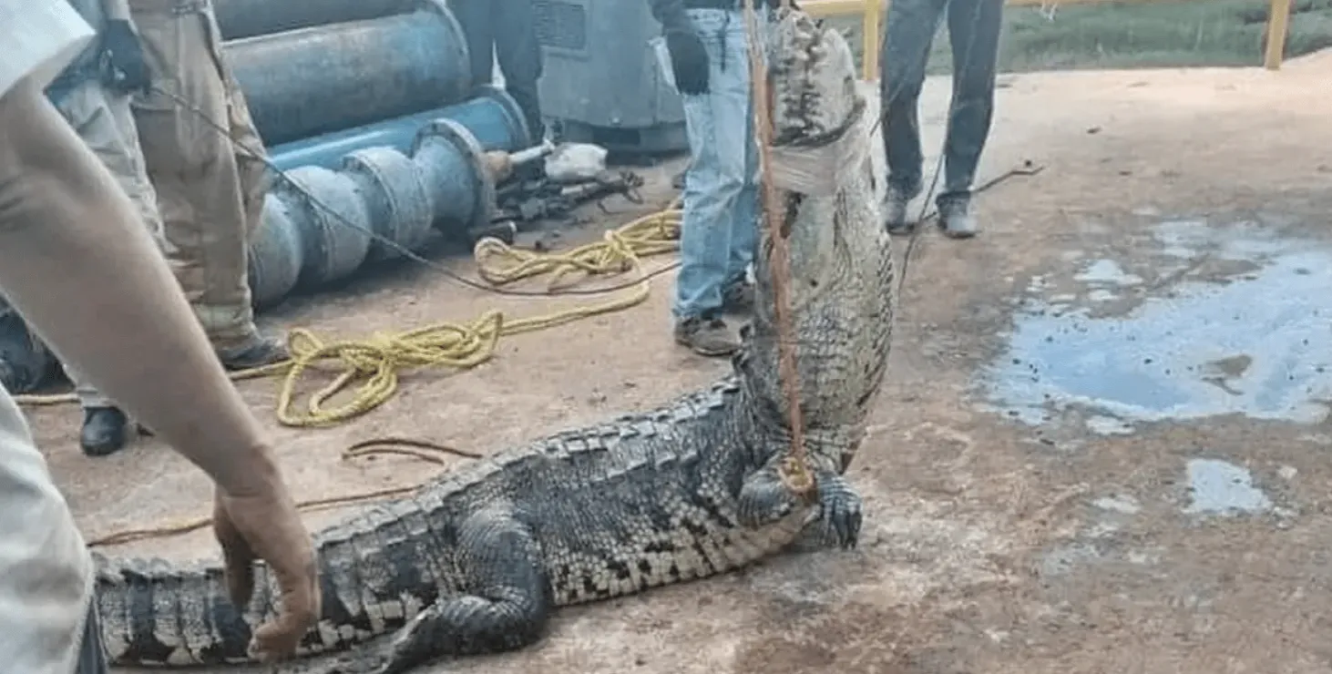 В канализации под городом обнаружили огромного крокодила