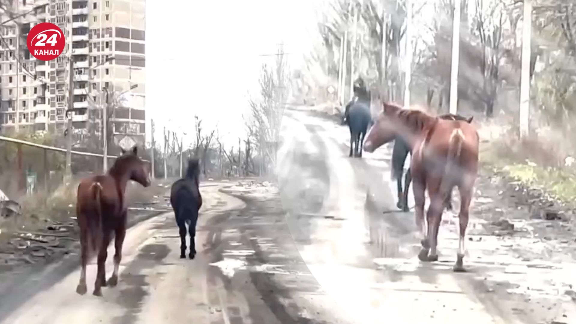 З Авдіївки евакуювали двох коней З Авдіївки евакуювали двох коней