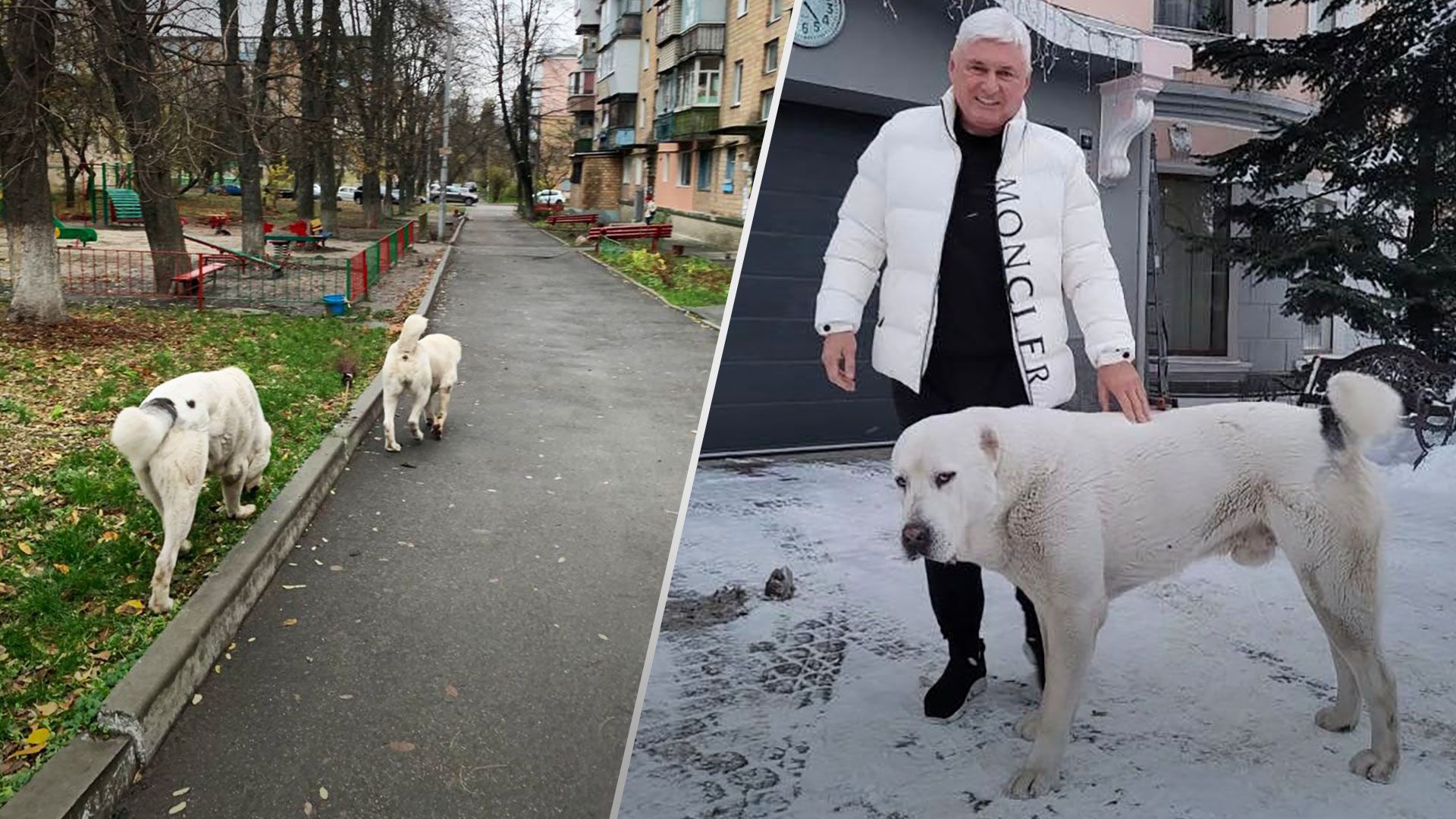 Скандал в Киеве - алабаи Вадима Башуна нападают на чужих собак и кошек - Новости Киев - 24 Канал