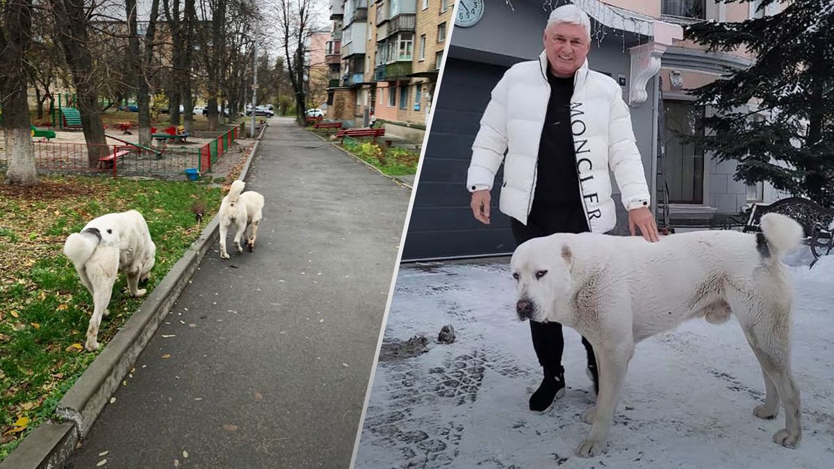 Скандал в Киеве - алабаи Вадима Башуна нападают на чужих собак и котов -  Новости Киев - 24 Канал