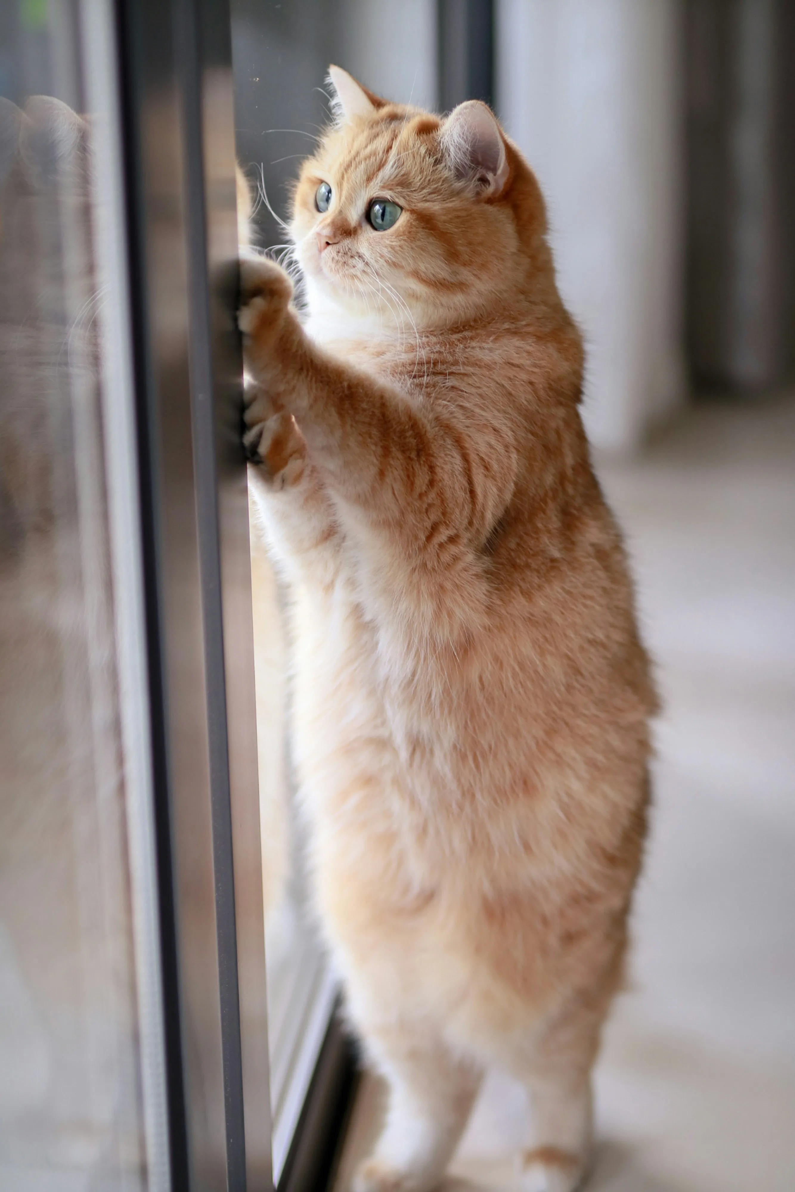 Кошки могут провести у окна немалое количество своей жизни