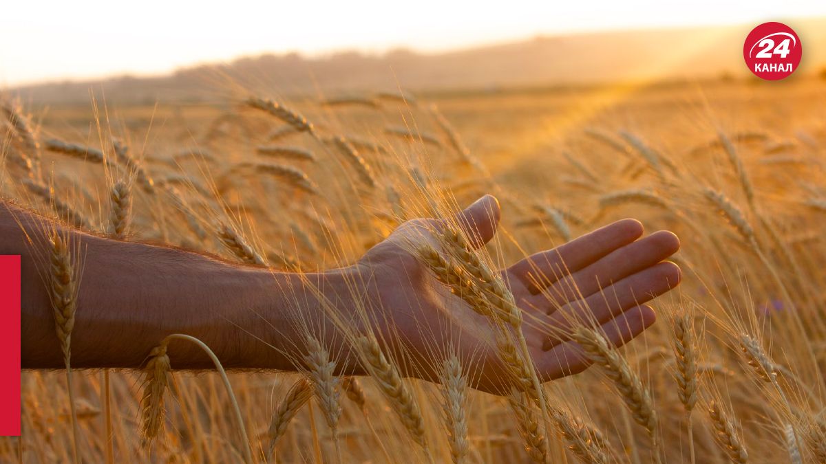 Скільки зерна вкрала Росія в України від початку великої війни Скільки зерна вкрала Росія в України від початку великої війни