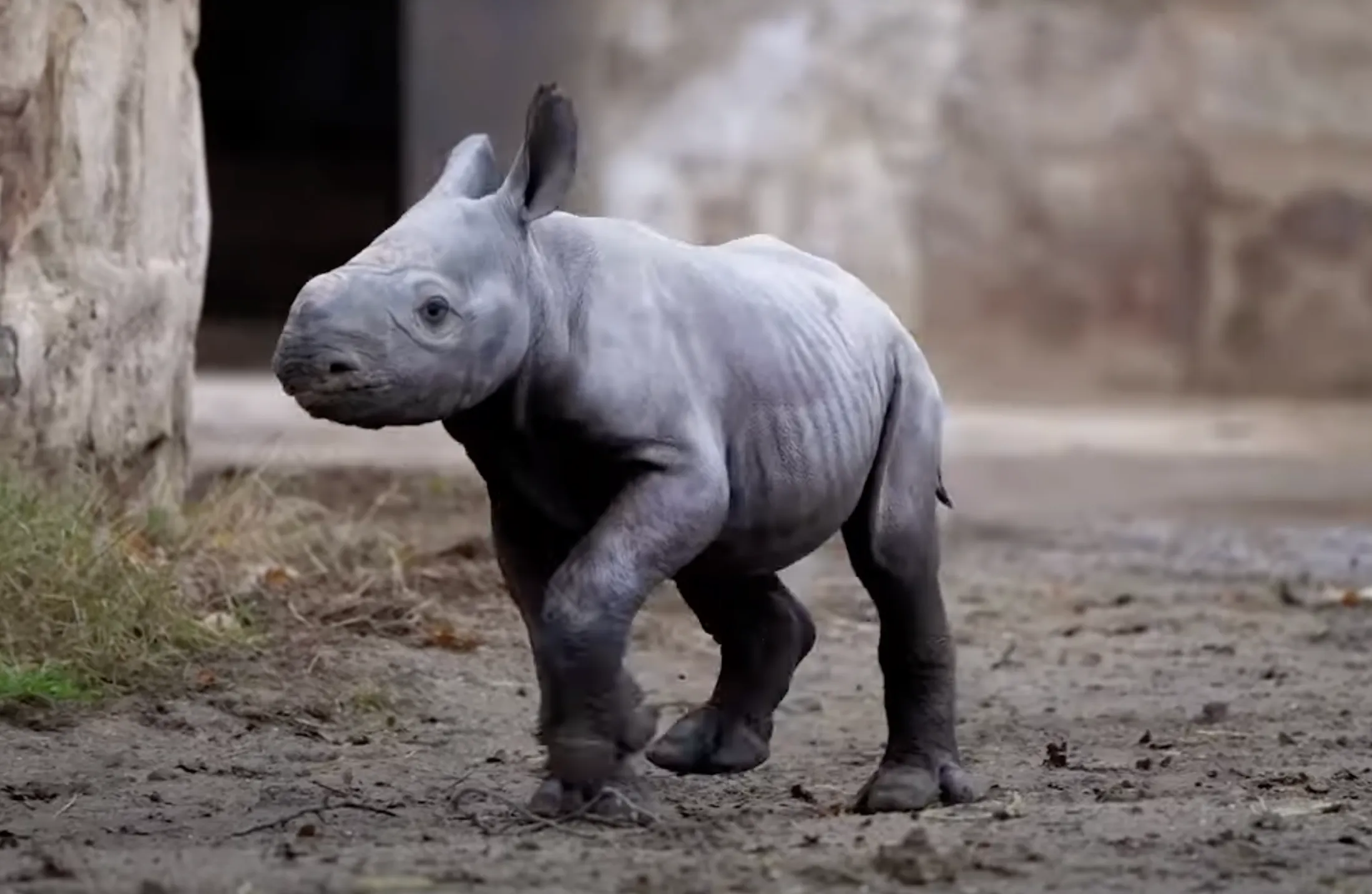 У Честерському зоопарку народився чорний носоріг