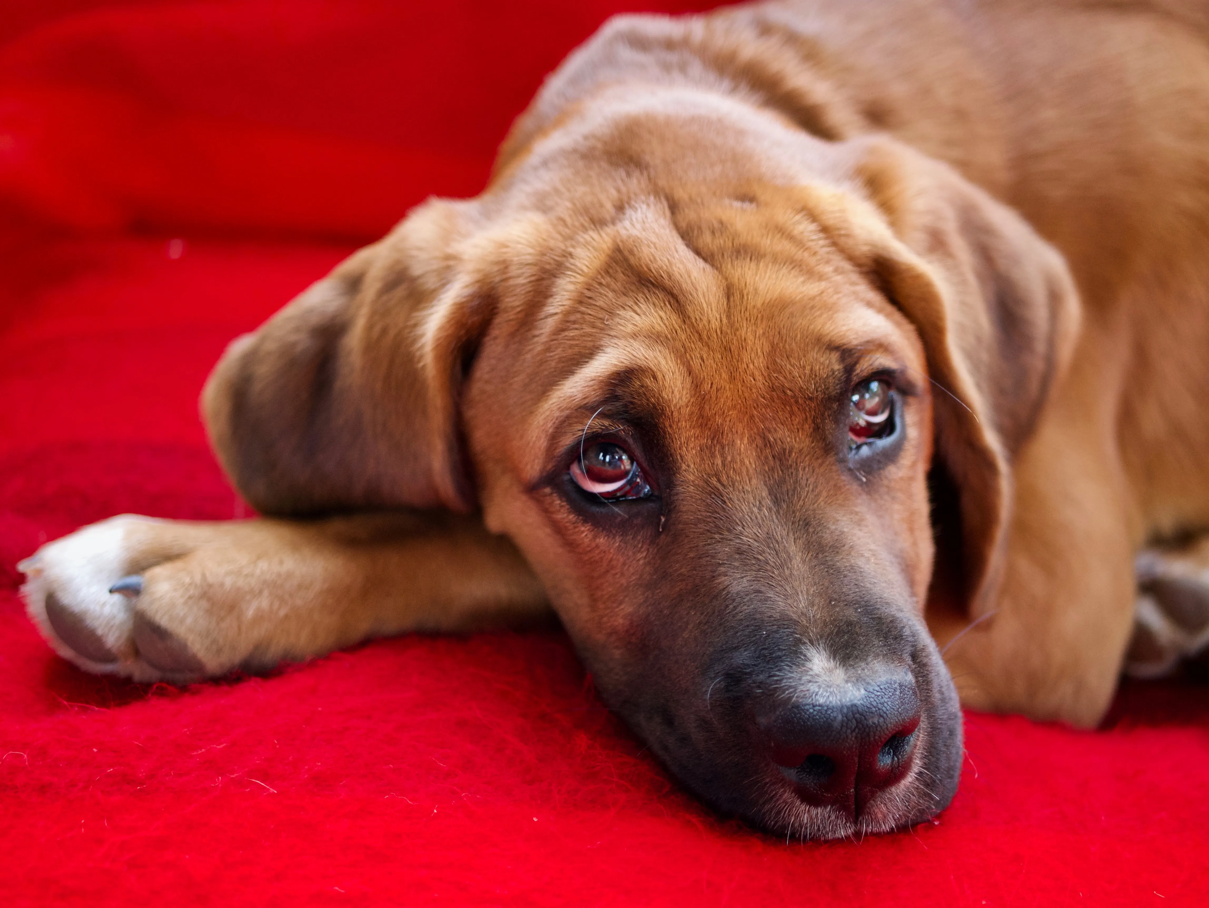 Красные глаза у собаки могут свидетельствовать об аллергии.