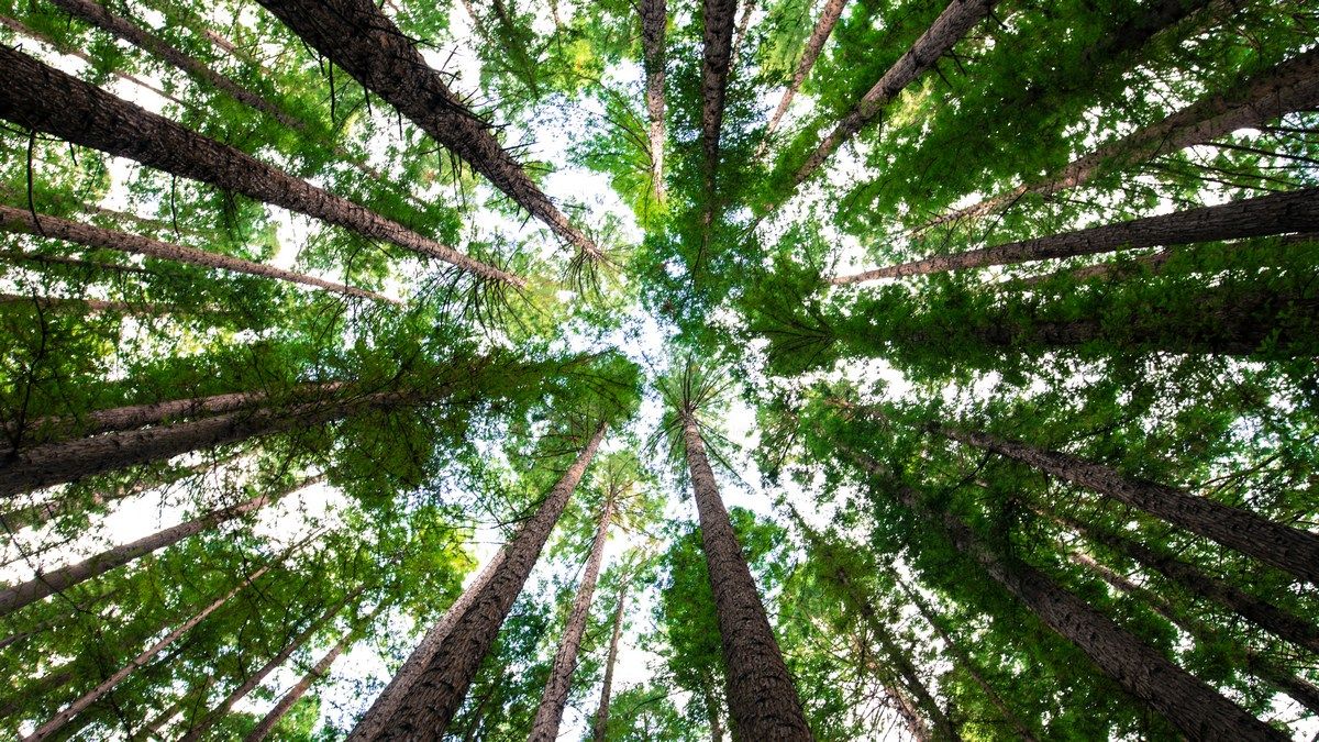 Растения могут адаптироваться к условиям среды и поглощать больше углерода Растения могут адаптироваться к условиям среды и поглощать больше углерода