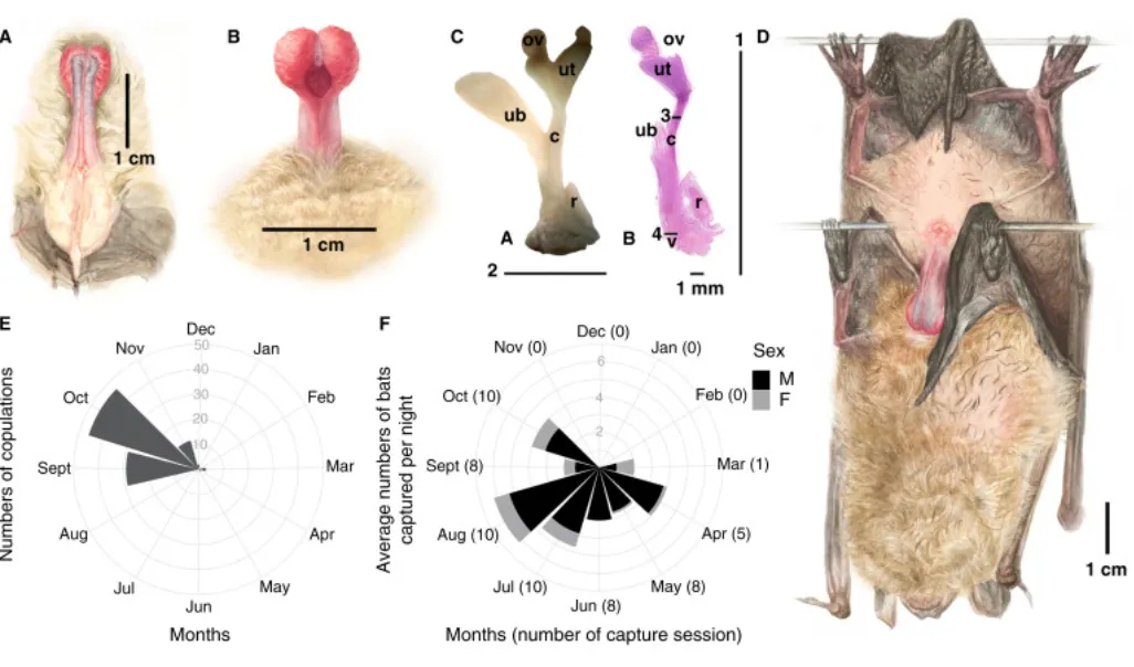 Подробная схема полового органа летучей мыши