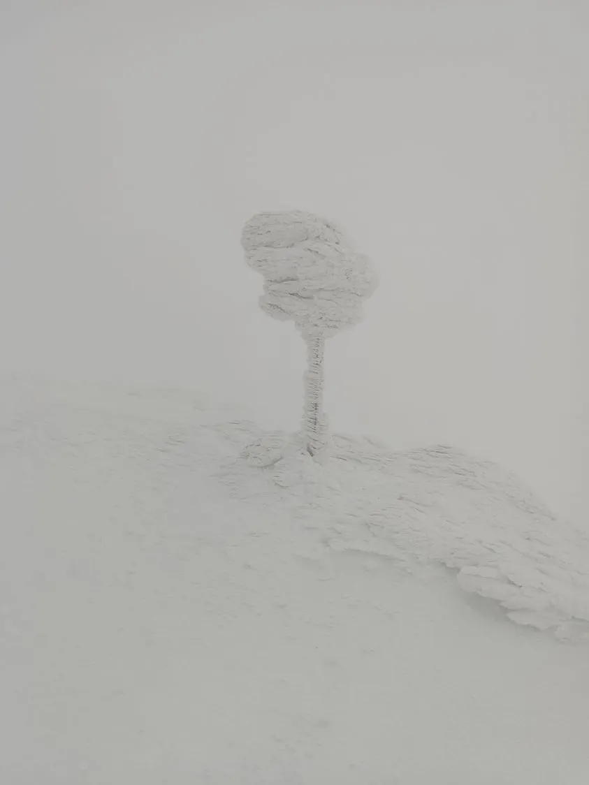 Сніг у Карпатах
