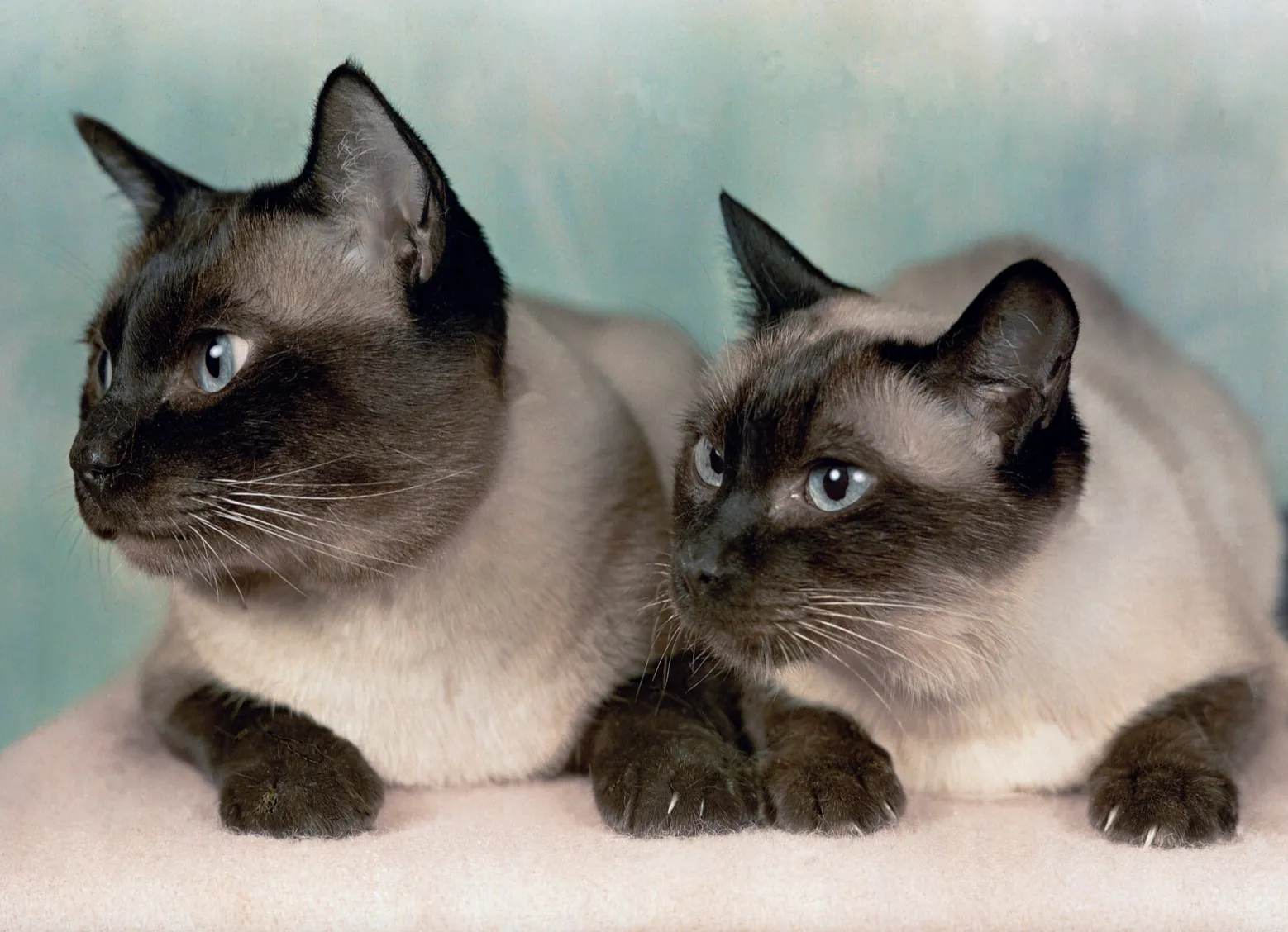 Сіамські коти Сіамські коти