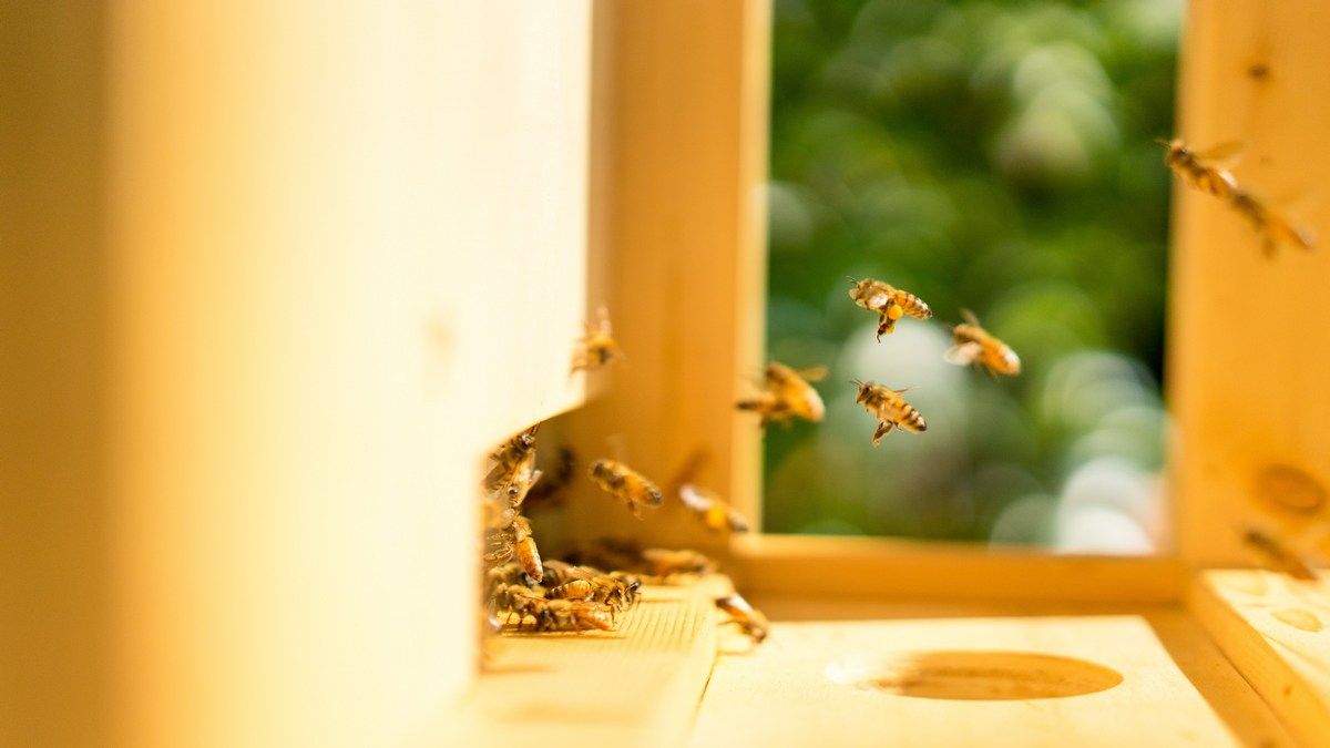 Пчелы страдают в ульях из-за неправильного понимания их поведения