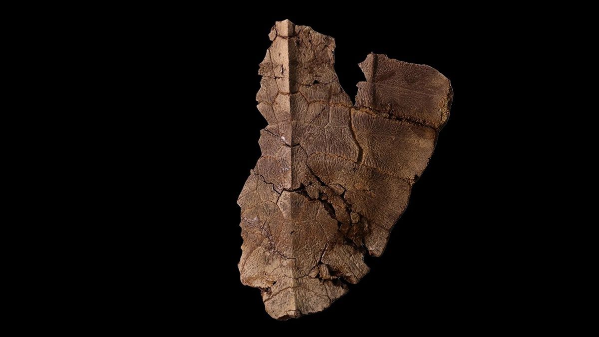 Вчені знайшли найдавнішу викопну черепаху і виявили в ній збережені сліди ДНК Вчені знайшли найдавнішу викопну черепаху і виявили в ній збережені сліди ДНК