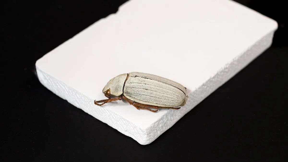 Енергозберігаюча плита імітує орган жука Cyphochilus