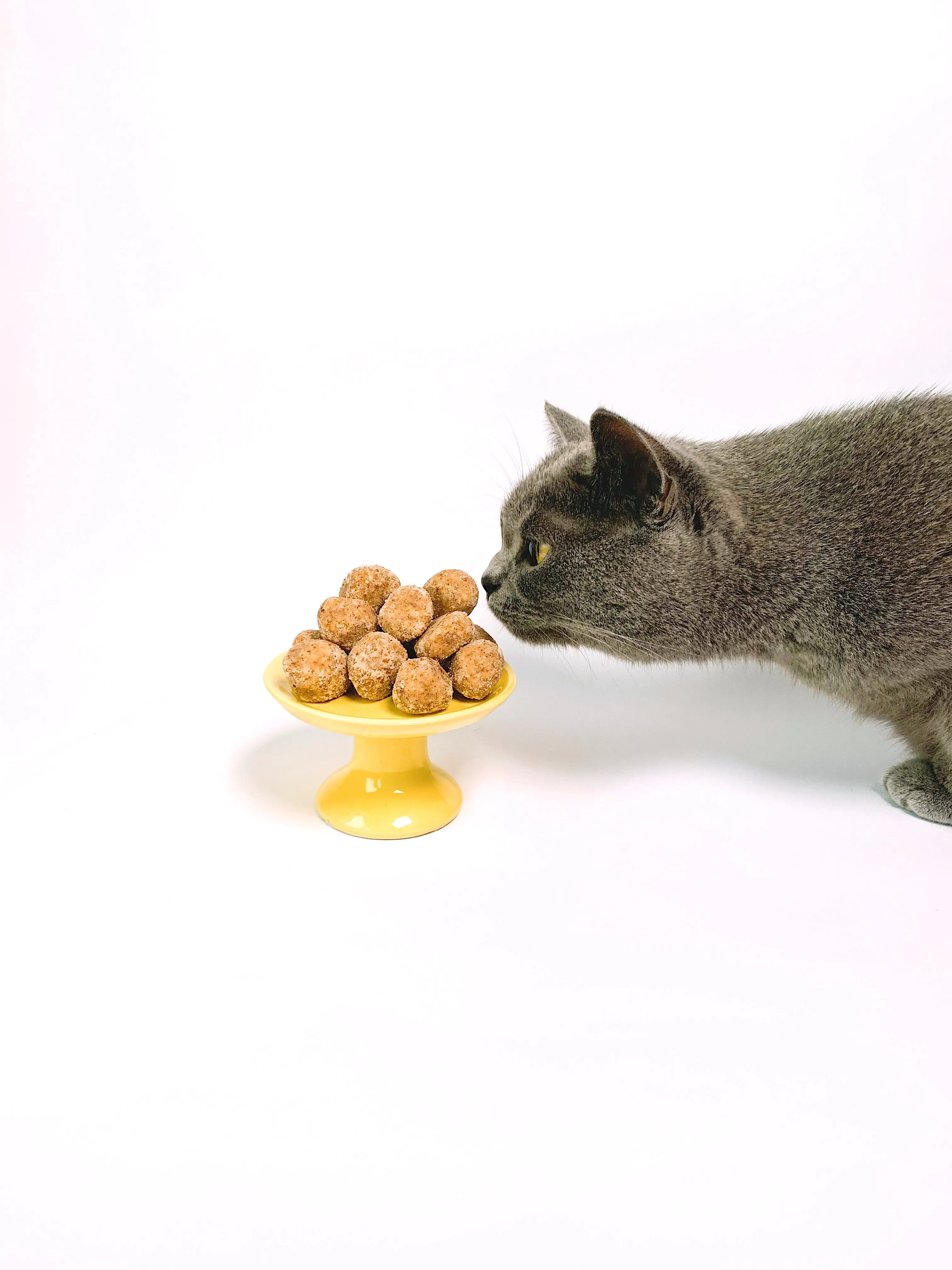 Які 10 продуктів не можна давати котам