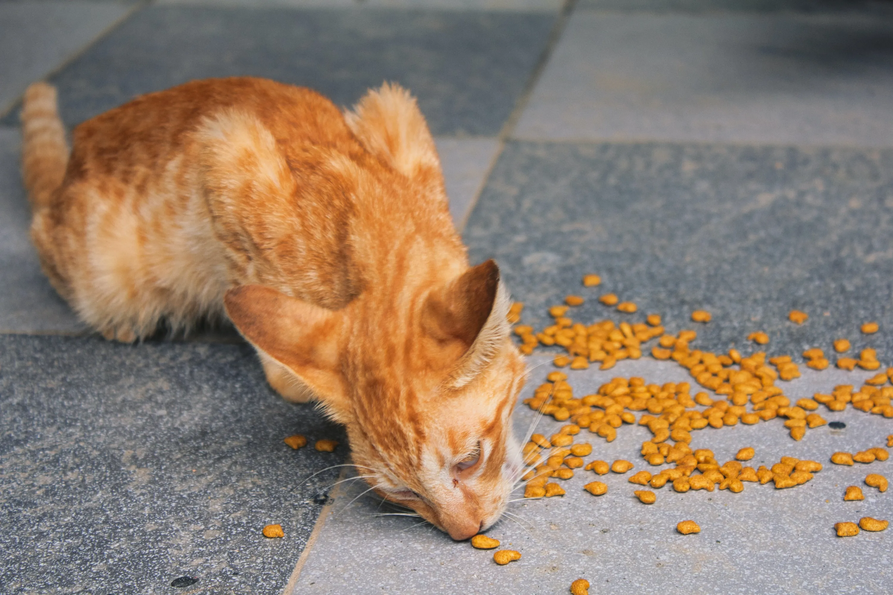 10 продуктів, які не можна котам