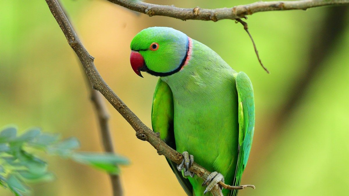 Отримано перші докази того, що європейські папуги мають діалекти Отримано перші докази того, що європейські папуги мають діалекти