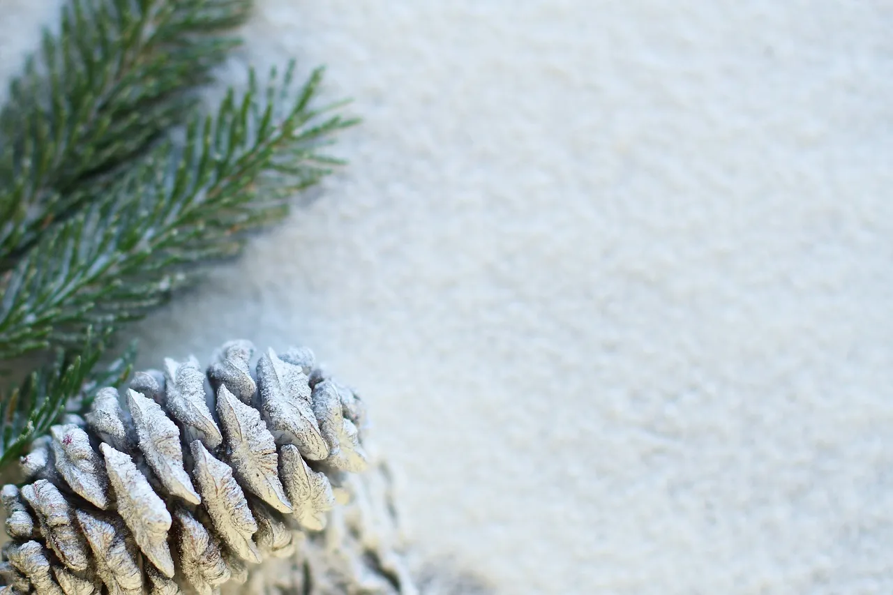 Живая новогодняя елка Живая новогодняя елка