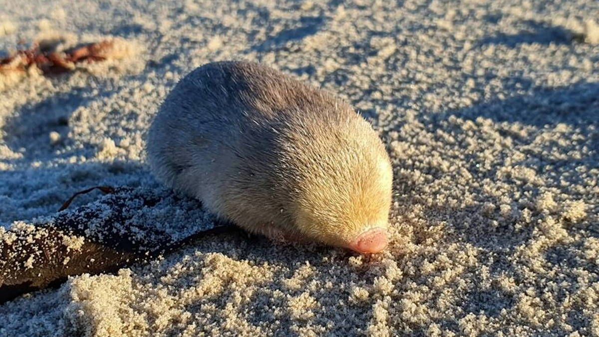 Давно утраченный вид золотых кротов оказался живым