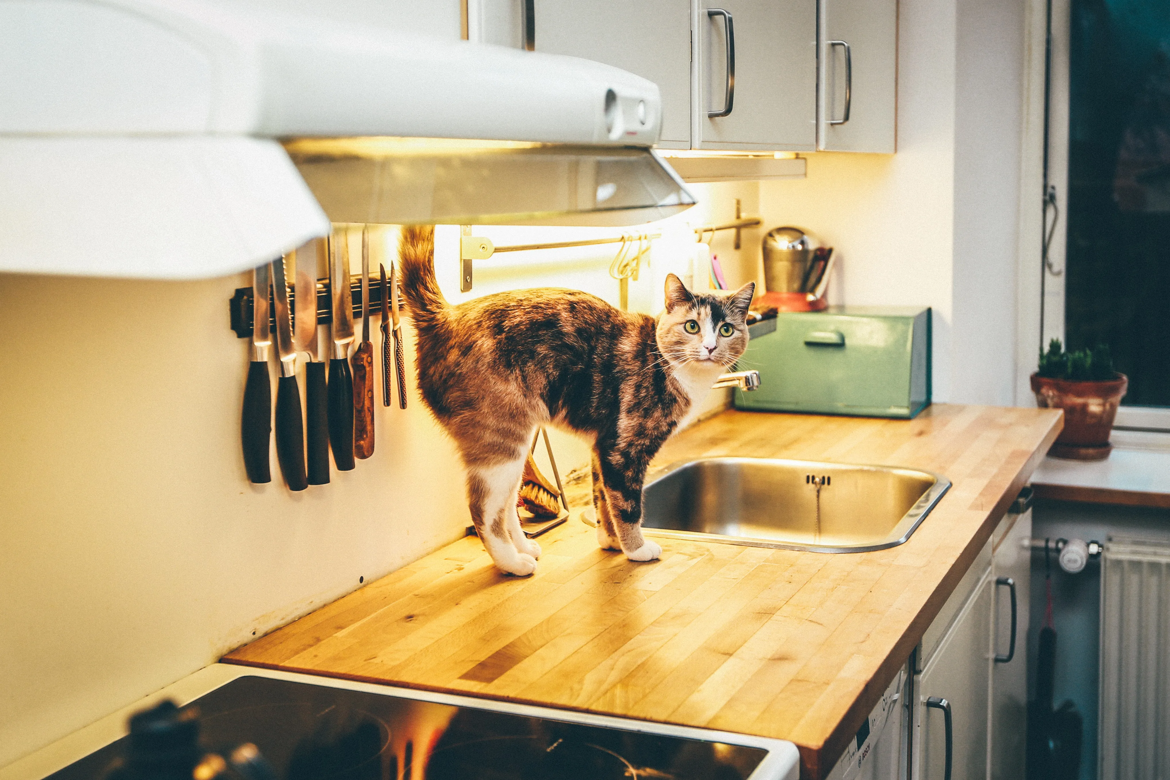 Як відучити кішку лазити по столах