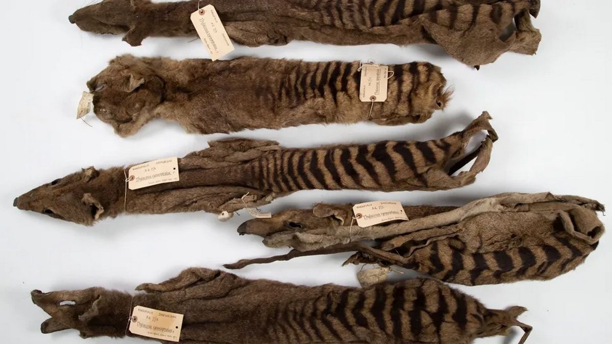 У листах вікторіанського вченого знайшли свідчення жахливих методів збору музейних колекцій У листах вікторіанського вченого знайшли свідчення жахливих методів збору музейних колекцій