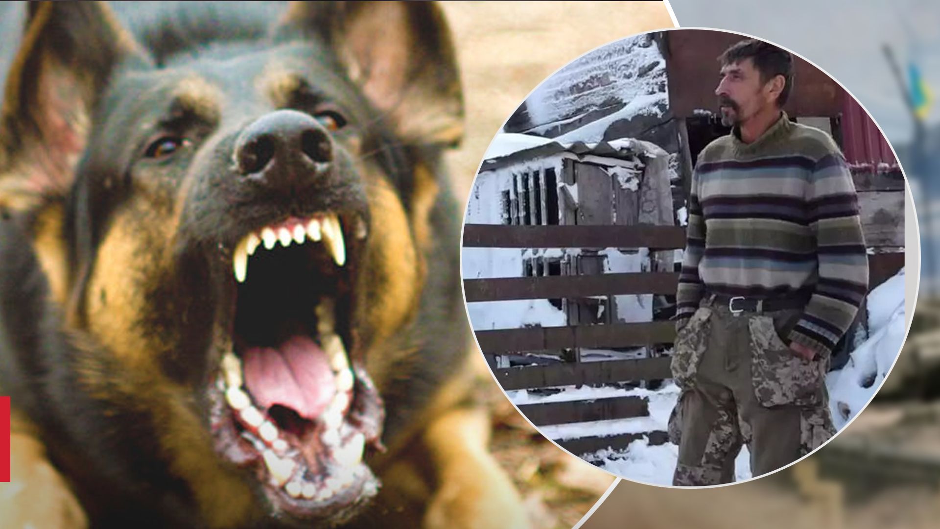 Трагедія на Кіровоградщині: собаки загризли на смерть 11-річного хлопчика - 24 Канал Трагедія на Кіровоградщині: собаки загризли на смерть 11-річного хлопчика - 24 Канал