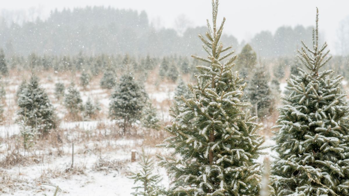 Новогодние елки Новогодние елки