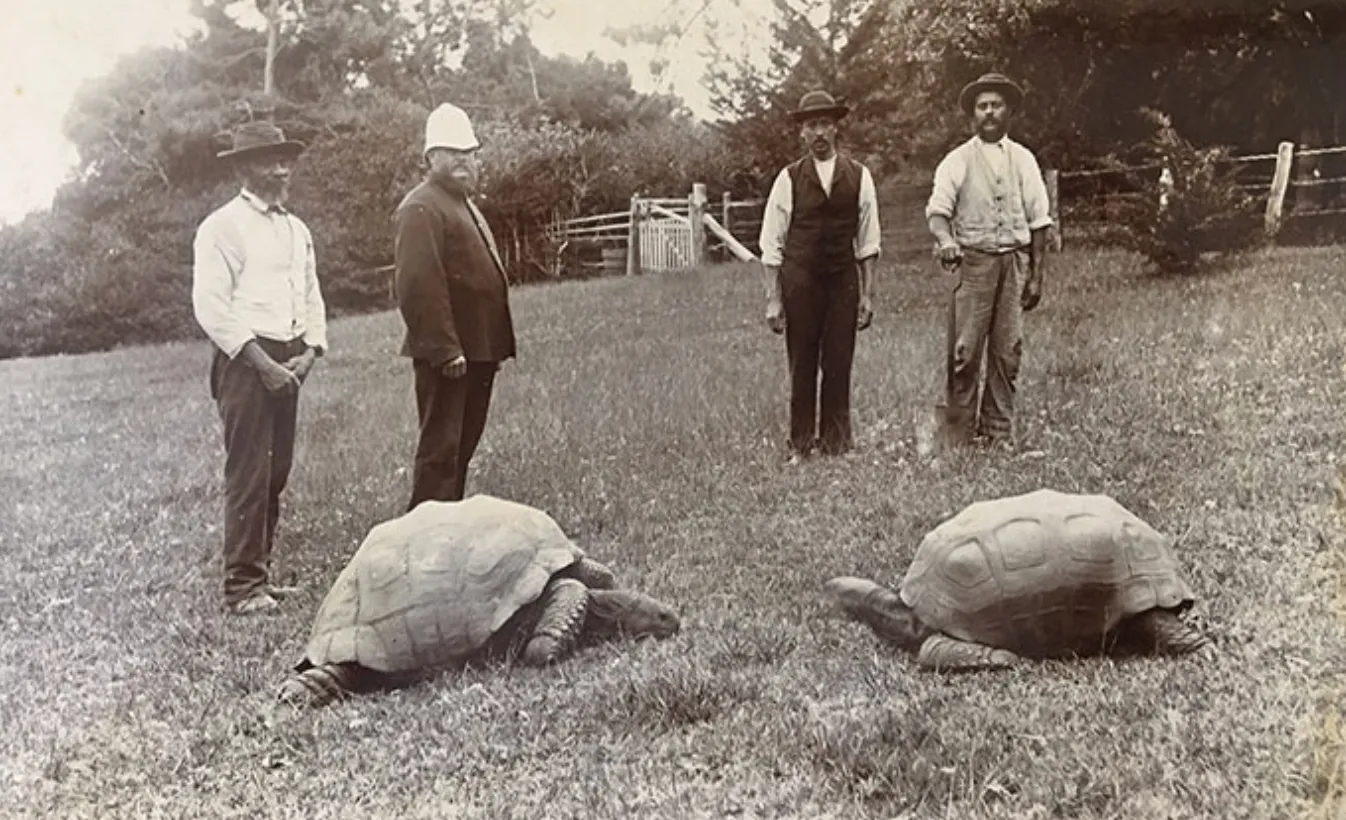 Черепаха Джонатан в 80-х годах XIX века (слева)