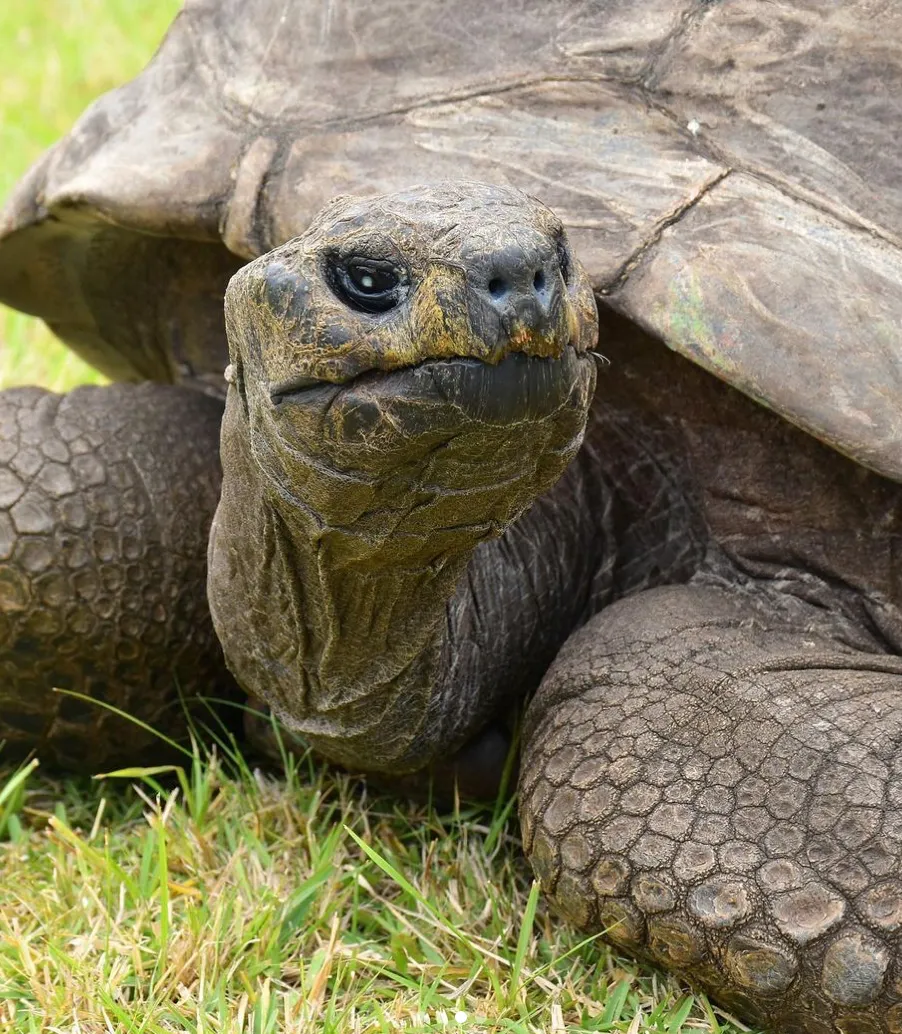 Найстаріша черепаха у світі Джонатан
