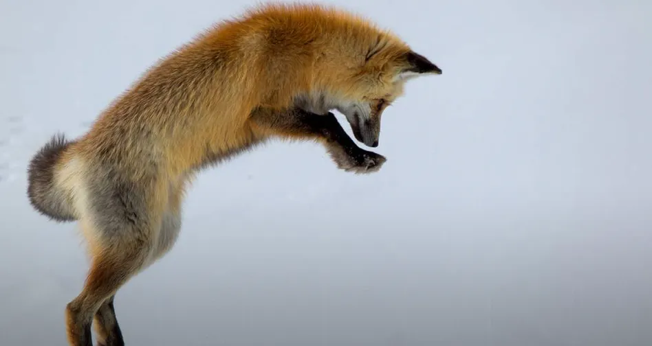 Руда лисиця намагається впіймати гризуна, що зарився в сніг