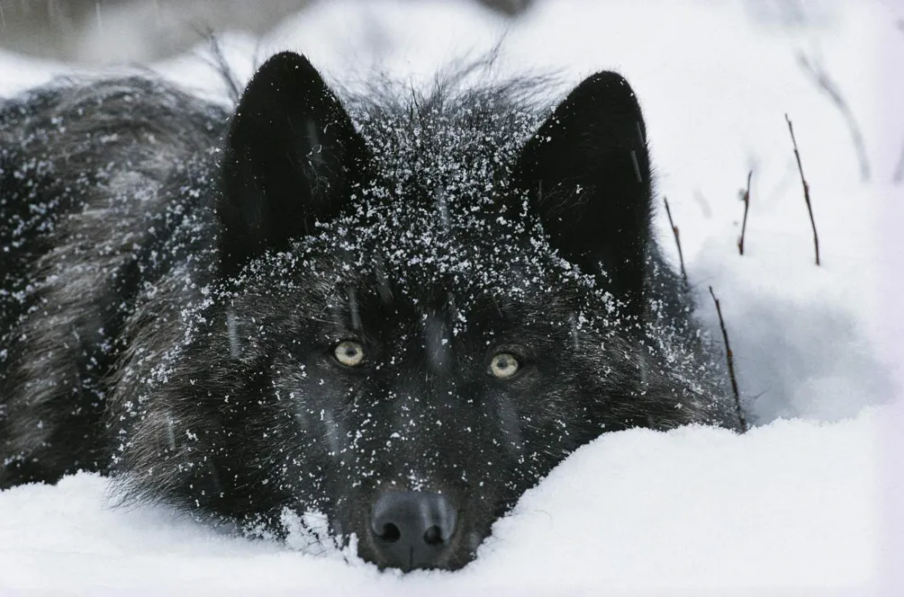 Сірий вовк відпочиває у засніжених горах штату Айдахо