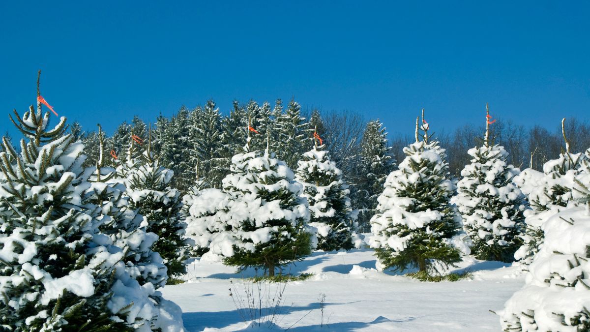 Цены на елки в 2023 году Цены на елки в 2023 году