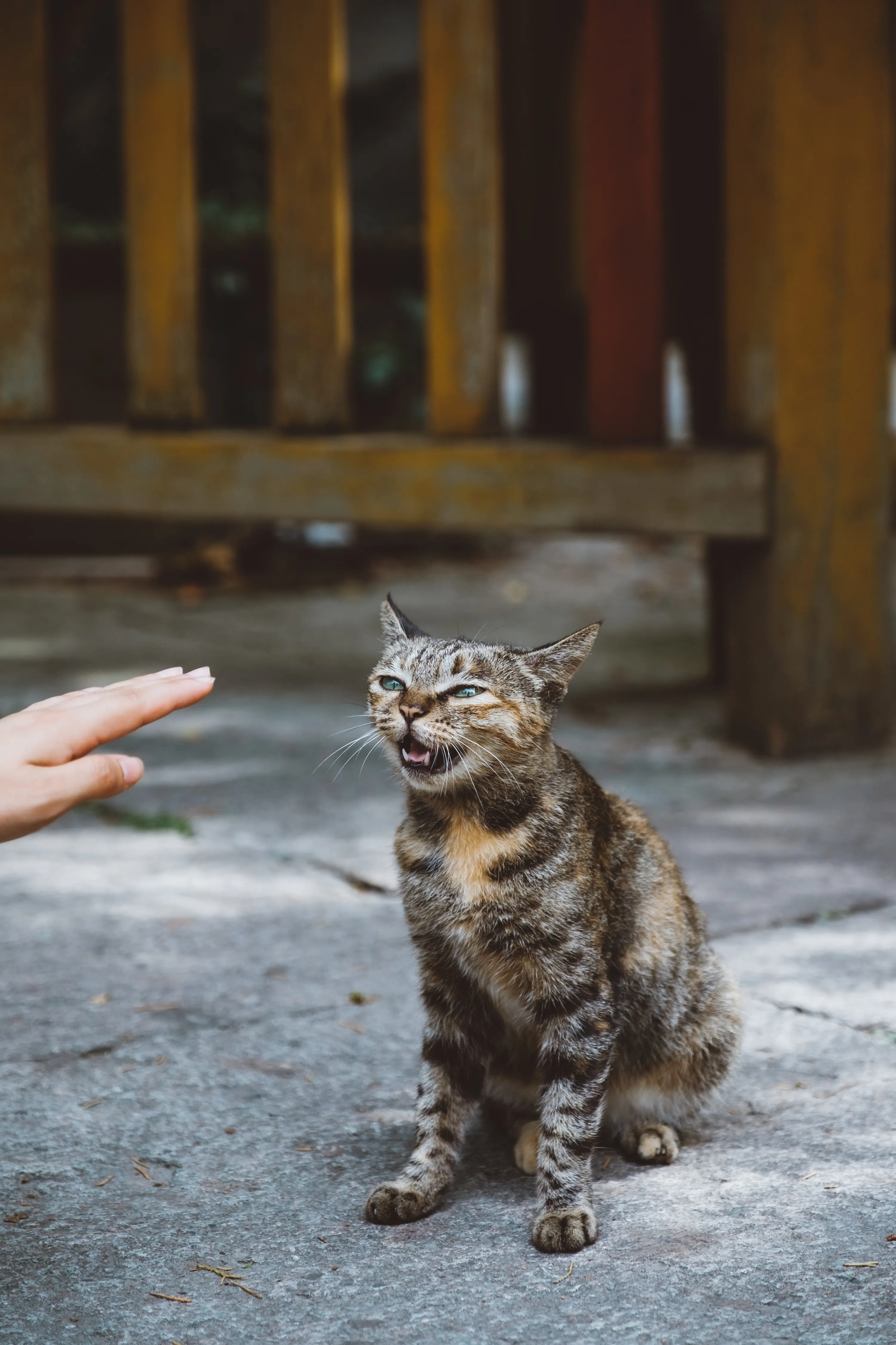 Как понять, что вы для кота раб