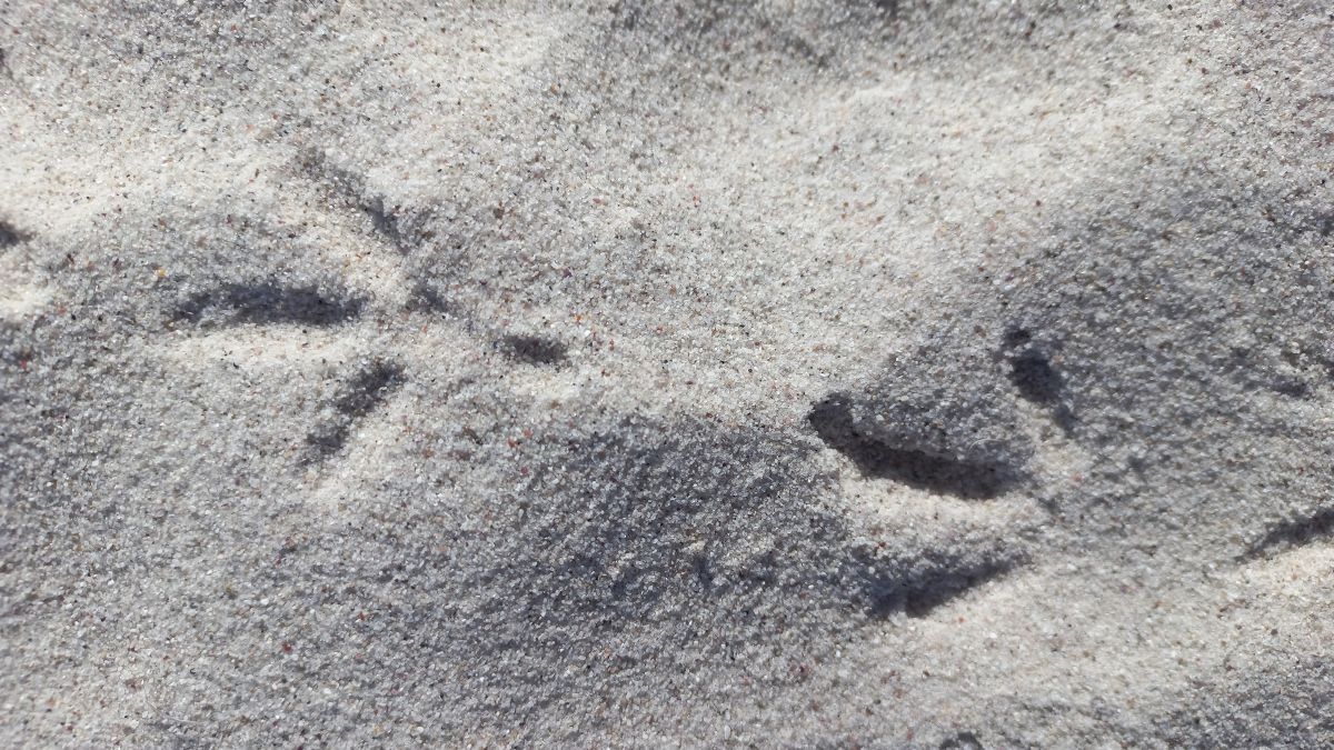 Перші риси сучасних птахів почали формуватися на 150 мільйонів років раніше, ніж ми думали Перші риси сучасних птахів почали формуватися на 150 мільйонів років раніше, ніж ми думали