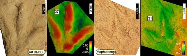 Частина слідів невідомої древньої тварини Частина слідів невідомої древньої тварини