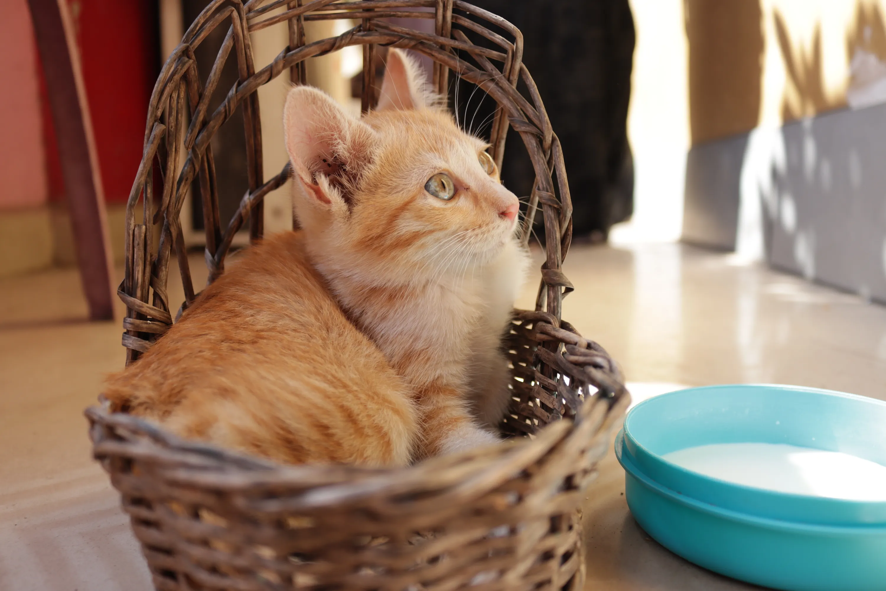 Можно ли котам молоко Можно ли котам молоко