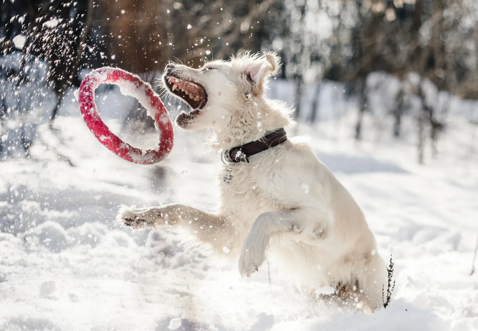 Собаки можуть наїстися снігу під час розваг з господарем